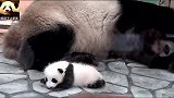 熊猫宝宝努力挣扎着想要站起来，小模样太可爱了