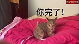 猫咪在被子上睡着了，主人故意将它抖起来，猫：我是谁我在哪？