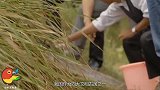 湖北英山县特大发现：臭水沟一块神秘石碑，韩国专家羞红了脸