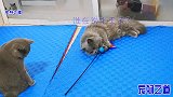 胖公猫睡懒觉被主人吵醒，把气撒向母猫伸爪就打，眼神真霸气
