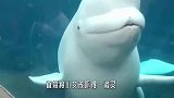 萌梦哒白鲸：吓唬人从未失手的白鲸，没想到被一位小女孩打败了！