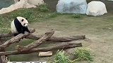中国男子在卡塔尔看望大熊猫京京