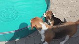 汪星人们的日光浴晒得可真舒服呀！两个小家伙真会享受生活！