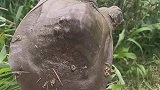 这一幕把人看呆了，竟然是一只驼背王八