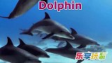 乐享动物乐园带你认识水陆两栖的鳄鱼