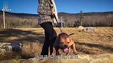 比特犬挣断铁链袭击白马，被一脚踢中脑袋，监控记录全过程
