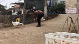 经过这一遭，这头大鹅估计再也不敢轻易去招惹人类了