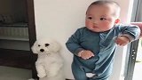 家里的小少爷一犯错，狗狗也跟着遭殃，狗狗为了这个家操碎了心