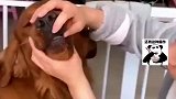 小乌龟失踪狗子积极寻找，主人立马察觉不对劲