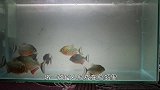 食人鱼溶液有多厉害？竟然能直接腐蚀苹果，镜头记录全过程