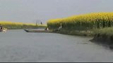 油菜花-20120305-兴化万亩垛田油菜花