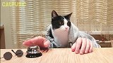 不同身份的猫咪去餐厅吃饭的搞笑情景