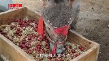 别说吃驴肉了 现在连驴饲料都吃不起了 真心活得不如头驴啊