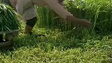 超市里的一捆捆空心菜，原来在地里就已经绑好了