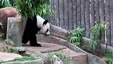 大熊猫死后不让埋，残忍做法让人无法接受，饲养员：都是为它好
