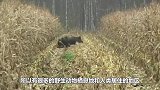 村子里来了一只花豹，村民们去围观，竟看到豹子头上套了个头盔