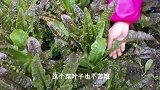 阿娇去摘蒜苗，埋怨老公没做过几顿饭给她吃，这样的老公合格吗