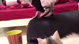 太无辜了吧……