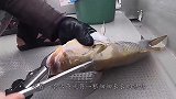 日本厨师刀工有多恐怖？鳗鱼刚要反咬一口，瞬间被处理得干干净净