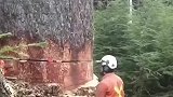 苍天古树，被伐术工人瞬间放倒，估算其经济价值约1万