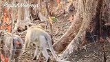 被电击得死里逃生的小猴子好伤心，因为醒来妈妈和姐姐都不见了