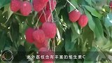 结石疼痛难忍吃这3种食物，帮助排石还清热降火，结石不再纠缠你