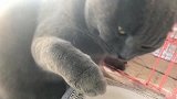 蓝猫：敢觊觎朕的水甩你一爪子！
