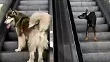 当你有两个特别倔的狗狗，上楼下楼都不走寻常路