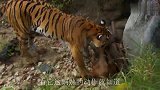 600斤猛虎猎杀野猪，二话不说5秒锁喉，镜头记录激烈全过程