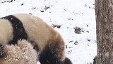 前方高萌！迎接2020年初雪 陕西一对大熊猫雪地撒欢打滚