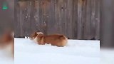 当柯基小短腿遇上厚厚的雪地，愣是跑成了挖掘基！
