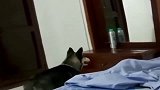 二哈：镜子里的傻狗是谁？