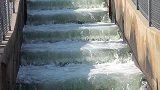 一些水坝上会有阶梯，但常年被水淹没，这种阶梯有什么用处呢