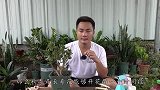 快立秋了，长寿花养法调整了吗？及时调整不吃亏