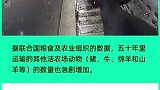 全球牲畜贸易五十年统计：人类吃的最多的动物是鸡