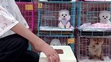 小可爱出发去新家喽