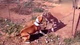 两只狗隔着防护网打架，要是没有防护网肯定打得死去活来