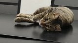 猫：老板多久开会呢，我帮你把桌子擦下！