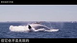 鲸鱼母子向人类求救，当人们看清鲸鱼身体后，瞬间眼眶湿润了！