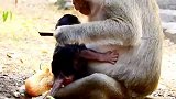 小泰坦咬疼了猴妈，还要追着猴妈要喝奶，坏小子