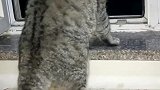 猫：小花呢，小花今天咋不来看我了！