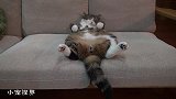拥有肥肚肚的猫咪：瞅啥瞅，我这动作像不像宅在家的你