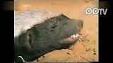 2011年YouTube全球点击率最高十大视频