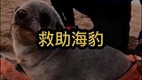被救助的海豹不愿离开，或许它在默默说谢谢吧