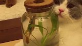 猫：鱼你别怕，我不吃你，我就抱着你！