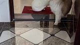 两只猫能愉快的玩耍吗？