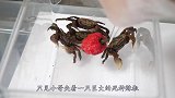 “死神辣椒”到底有多辣？老外用螃蟹做测试，结果让人不敢相信！