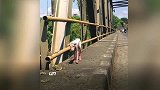 流浪狗在街上流浪了好几年，已经惨不忍睹，知道遇见他才得以解脱