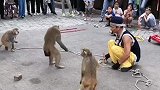猴子学跳舞