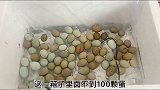 孵化多了怎样翻蛋呢一个一个得翻很麻烦的哦